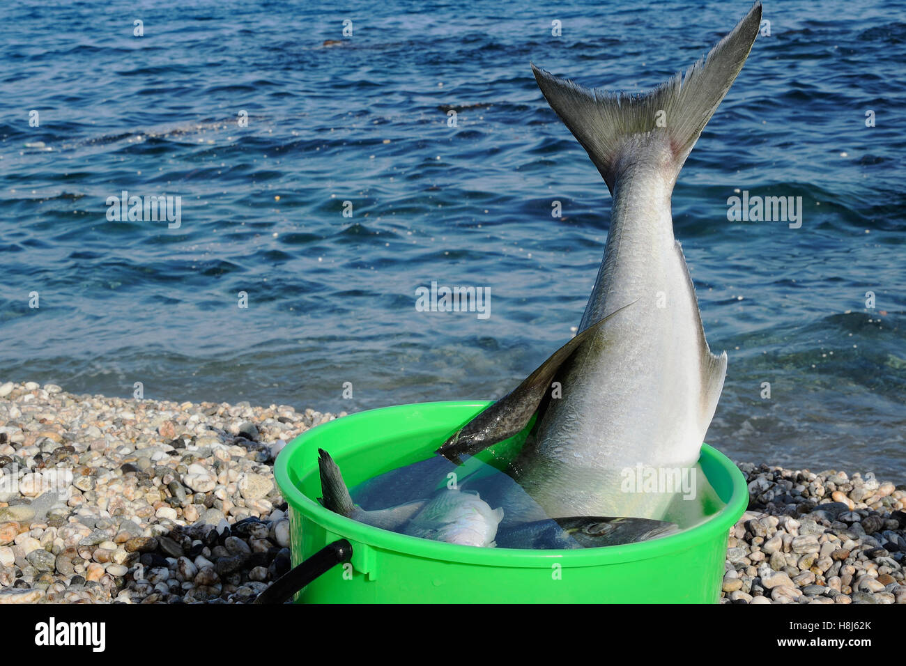 Freshly caught big silver hi-res stock photography and images - Alamy