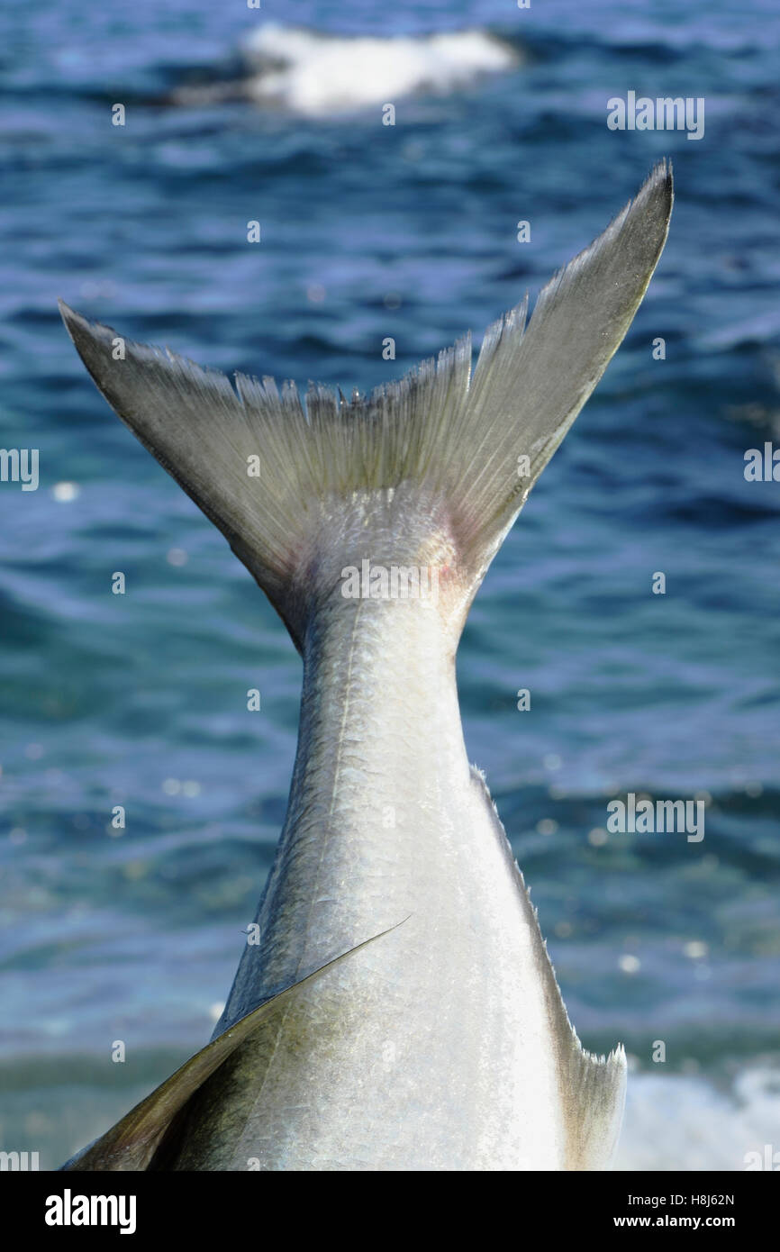 The tail of a large fish on a water background Stock Photo - Alamy