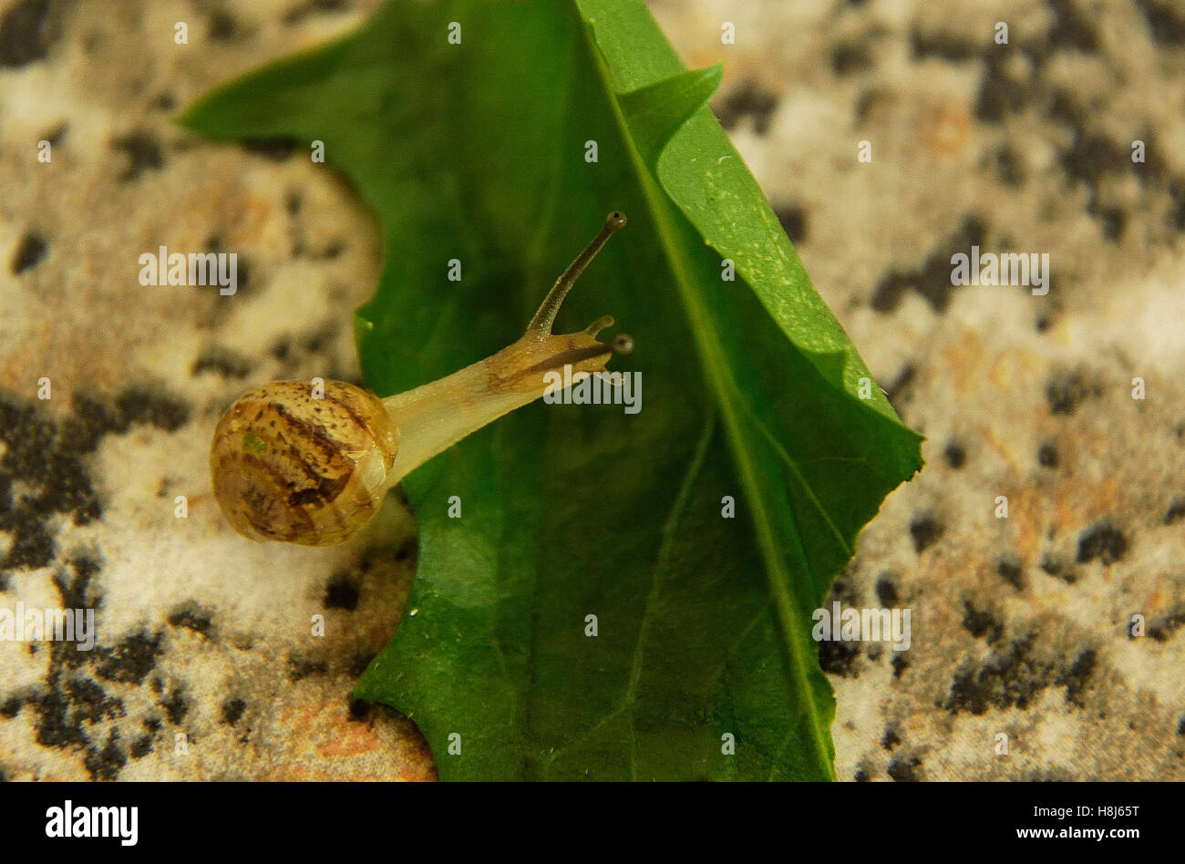 Little snail on a green leaf Stock Photo - Alamy