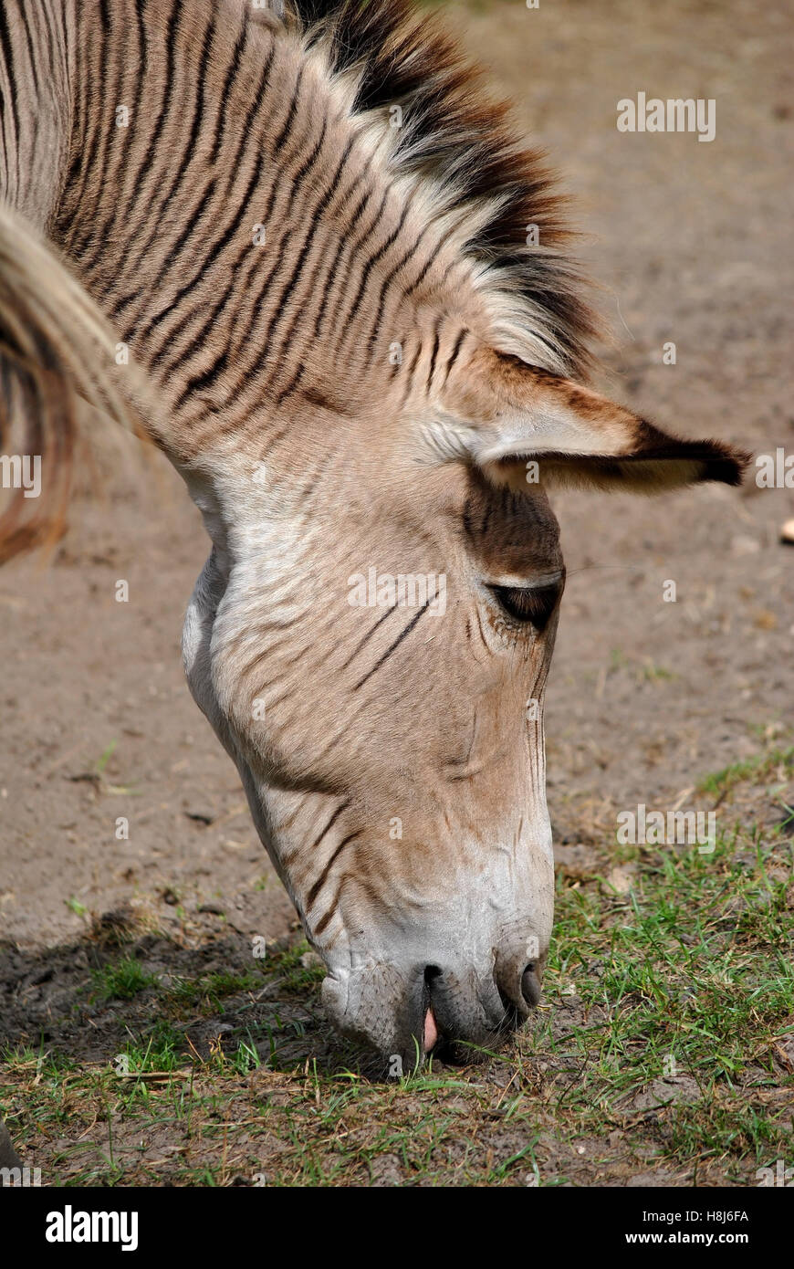 Zebroid a cross between a zebra and a donkey Stock Photo Alamy