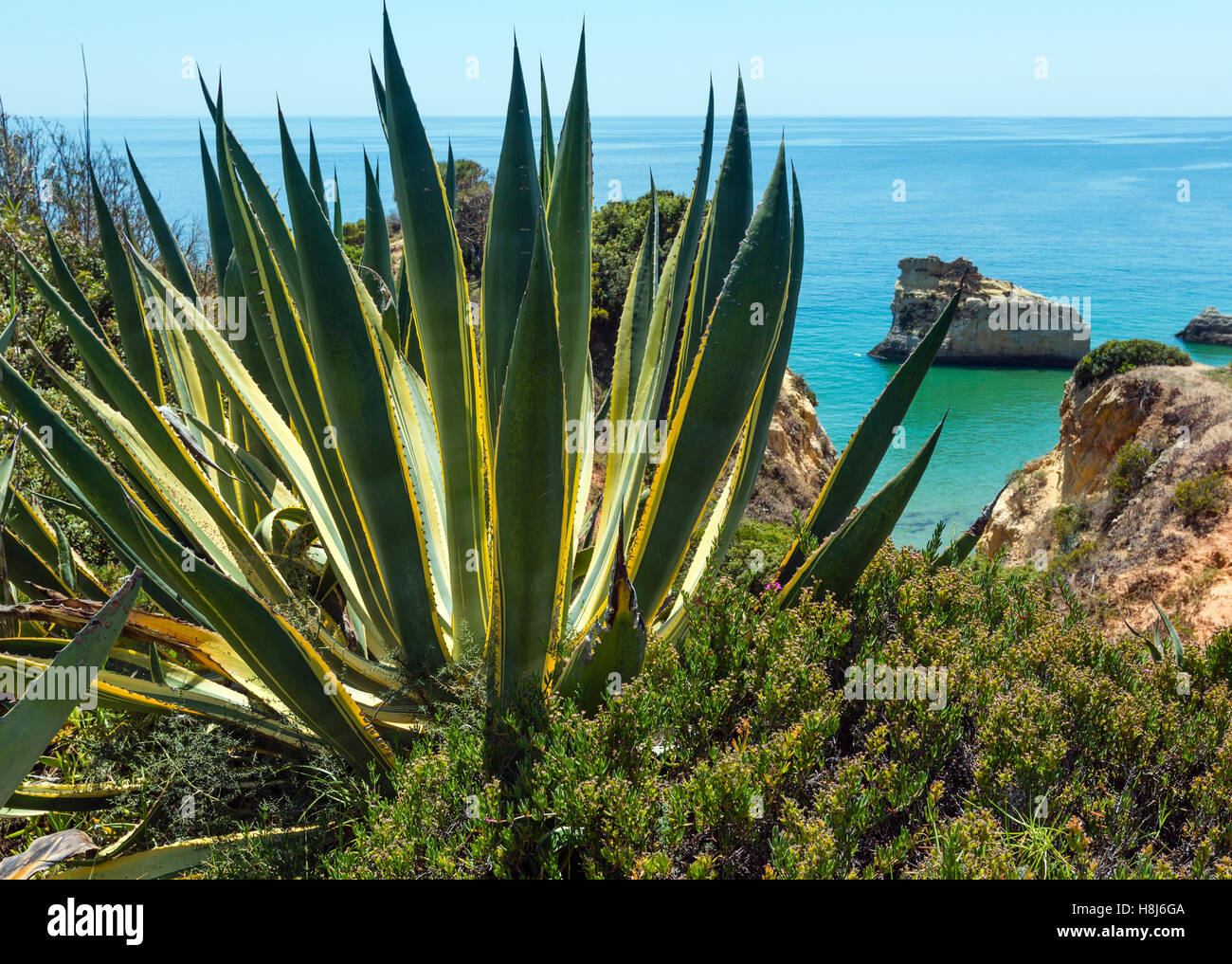 Variegated Agave plant on summer sea rocky coast Stock Photo - Alamy
