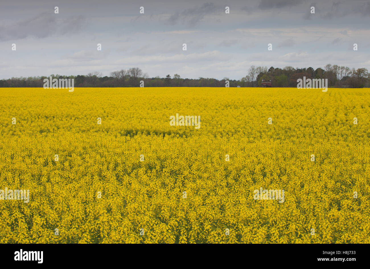 Bright yellow flowers on turnip plants early in North Carolina Stock