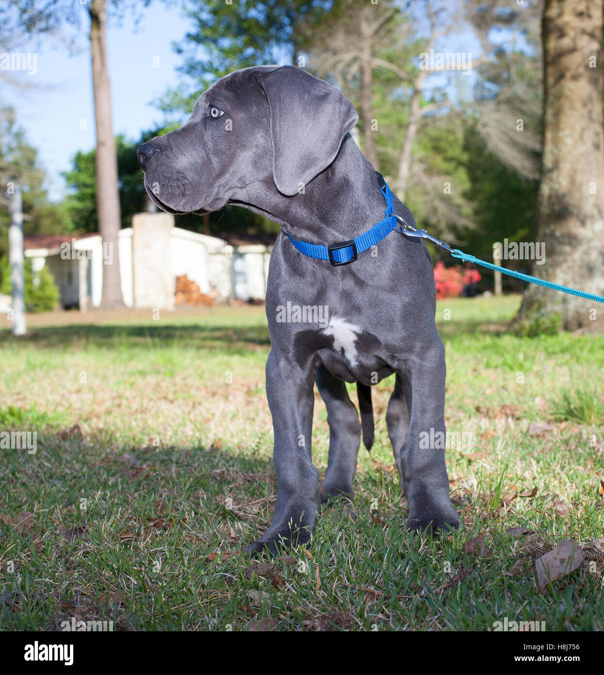 Gray Great Dane puppy on a leash in the yard Stock Photo Alamy