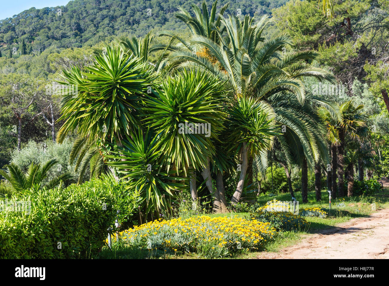 Palm trees and yellow flowers in nature park Stock Photo - Alamy