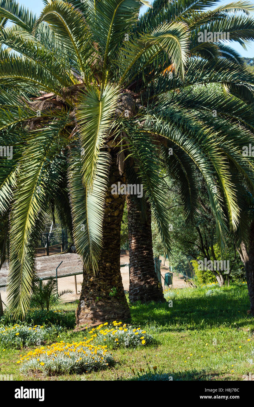 Palm trees and yellow flowers in nature park Stock Photo Alamy