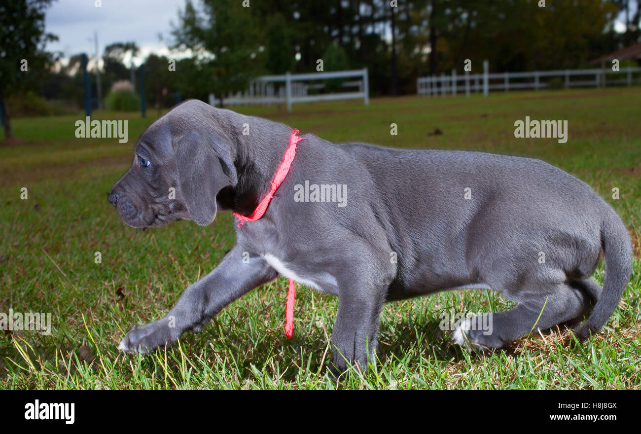 Great Dane puppy trying to avoid having its picture taken Stock Photo
