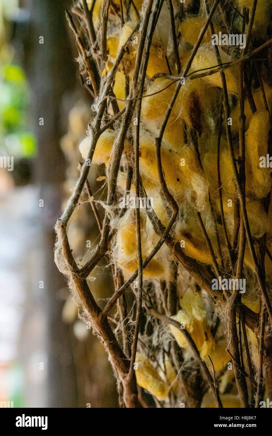 Silk plantation, Koh Oknha Tey Island, Cambodia Stock Photo Alamy