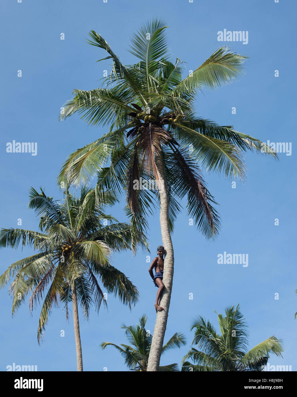 Man climbing up trunk to harvest coconuts,Sri Lanka Stock Photo