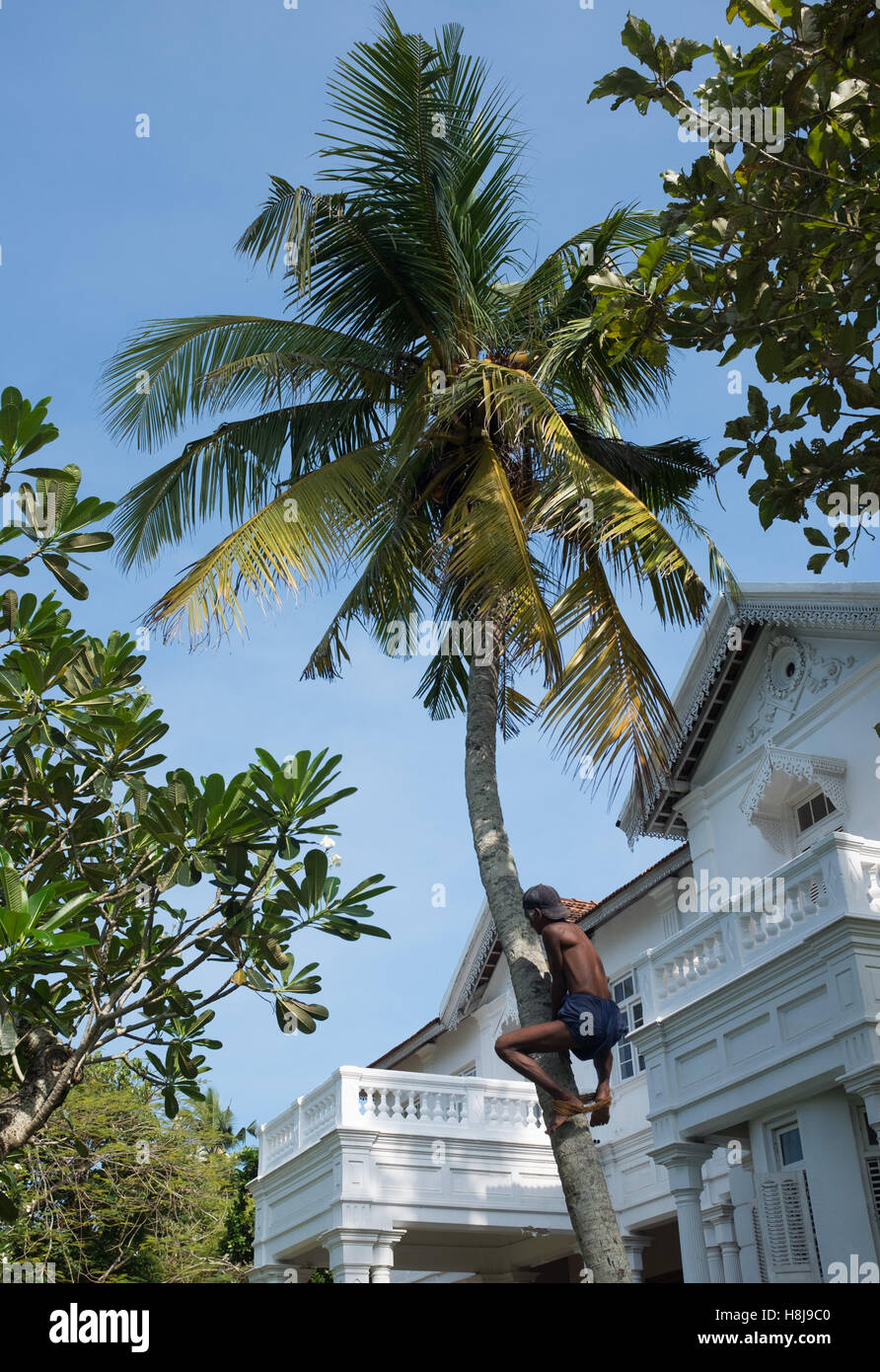 Man climbing up trunk to harvest coconuts,Sri Lanka Stock Photo