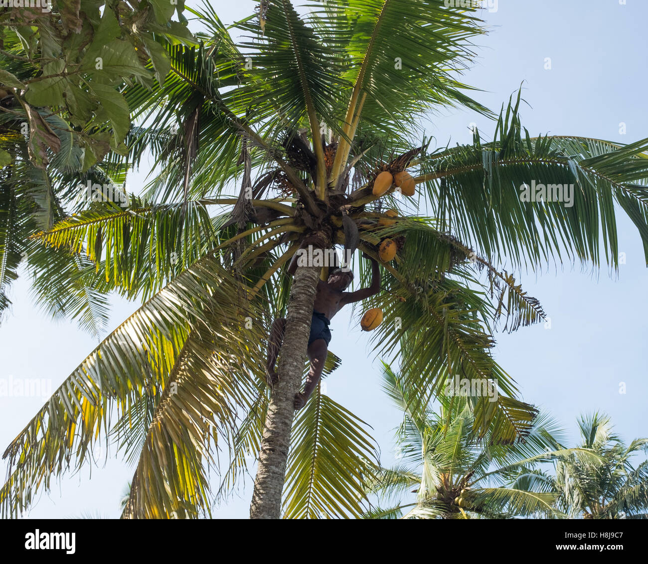 man climbing up coconut