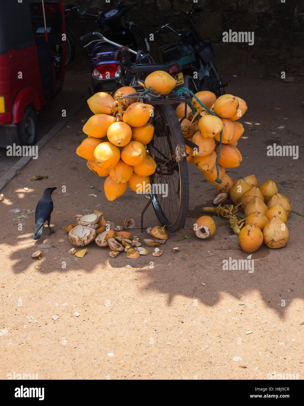 coconut vendors bicycle with coconuts in Sri Lanka, Asia Stock Photo