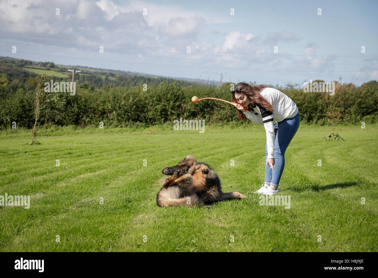 Dog performs a roll over trick to get his owner to throw the ball Stock