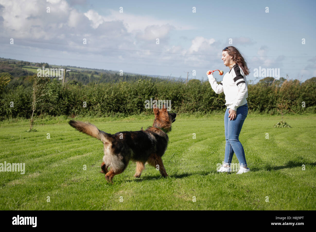 Young woman throws a ball for her pet dog a German Shepherd Stock Photo