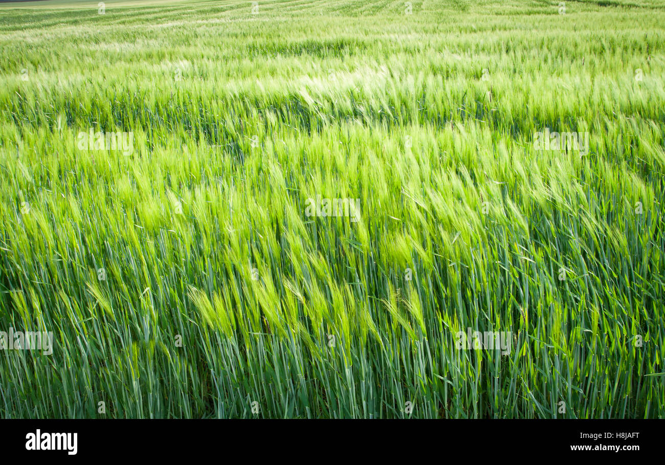 Green filed crops Stock Photo Alamy