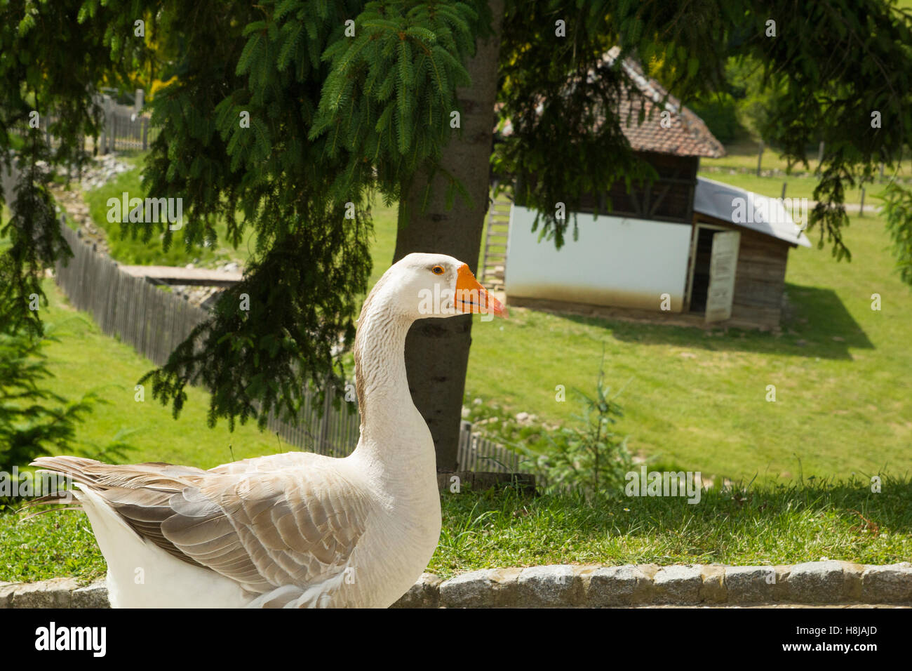 Single goose in countryside Stock Photo - Alamy