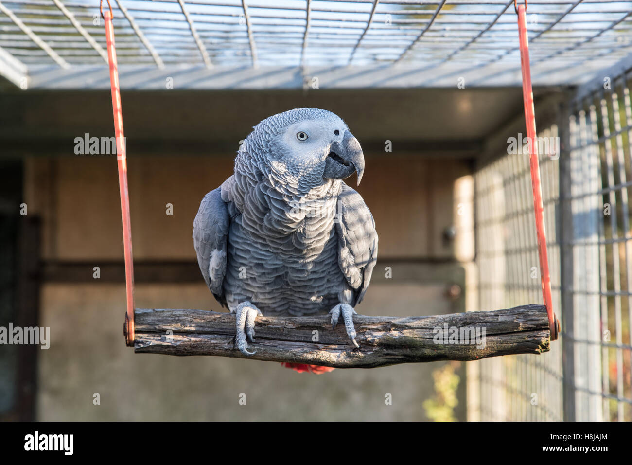 African Grey Parrot On A Swing In Our Outside Aviary Stock Photo Alamy African Grey Parrot On A Swing In Our Outside Aviary Stock Photo Alamy