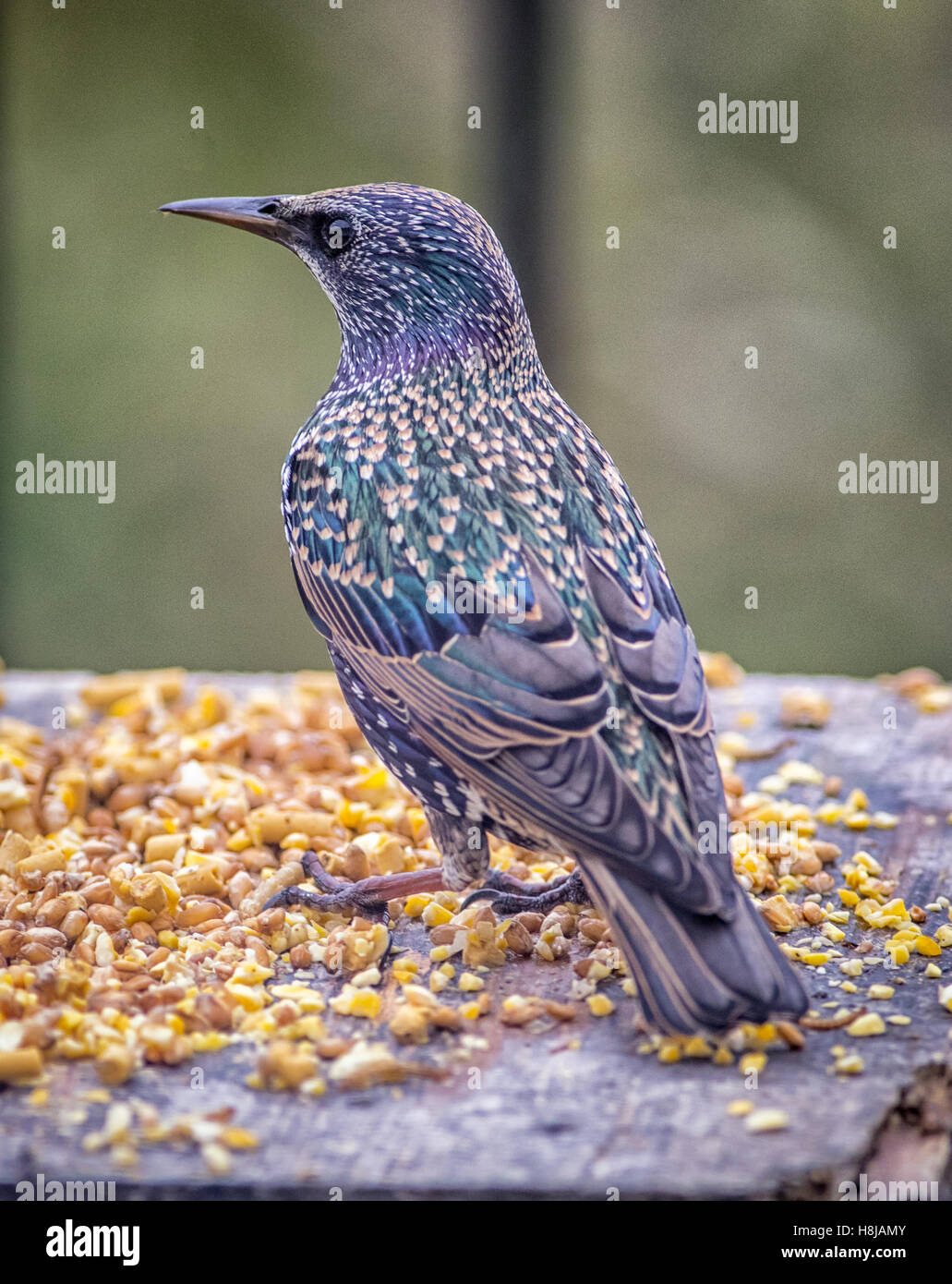 Starlings are black speckled british birds that thrive in gardens, they