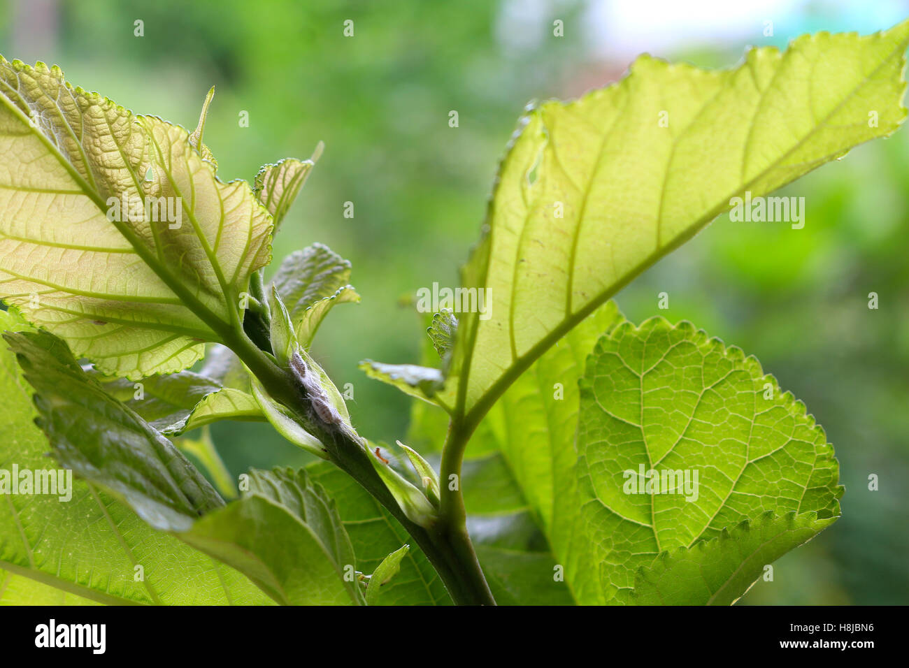 mealybug eating sap from young tree Stock Photo Alamy