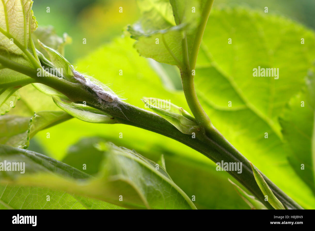 mealybug eating sap from young tree Stock Photo Alamy