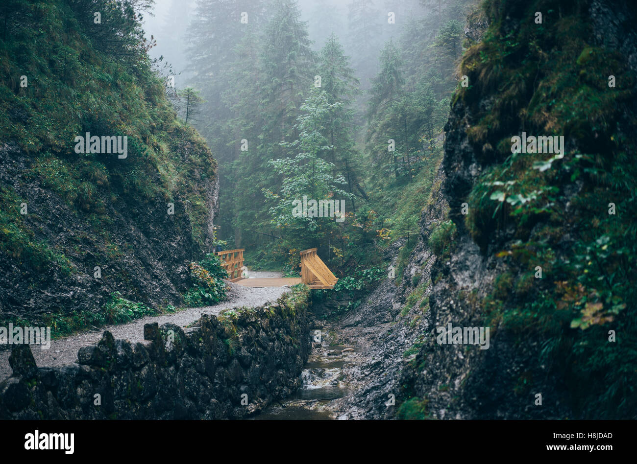 Misty mountain forest. Bialego Valley, Western Tatra Mountains, Poland Stock Photo