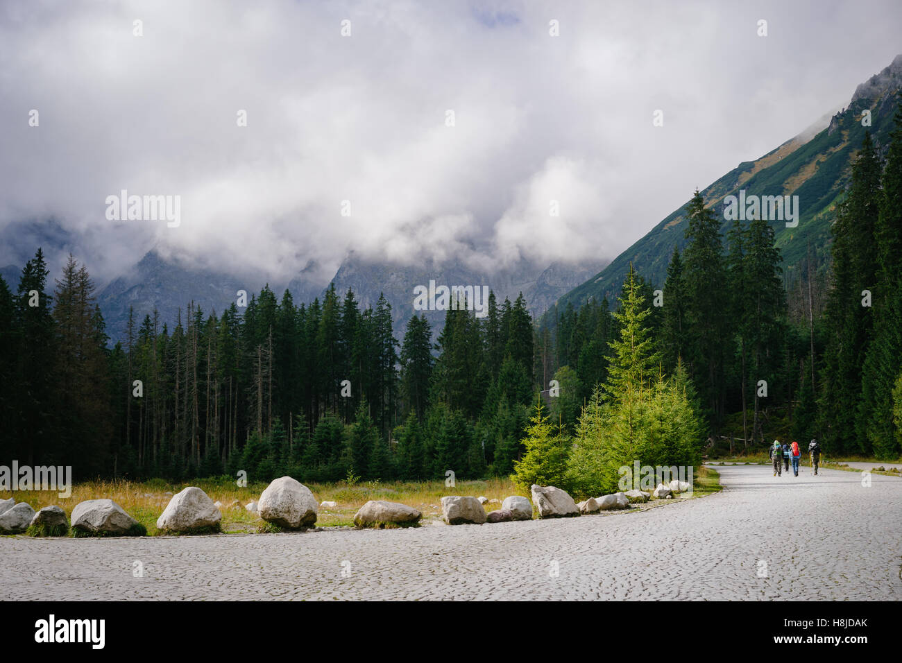 Small mountain meadow on the way to Morskie Oko Lake, Rybi Potok Valley, High Tatras Stock Photo