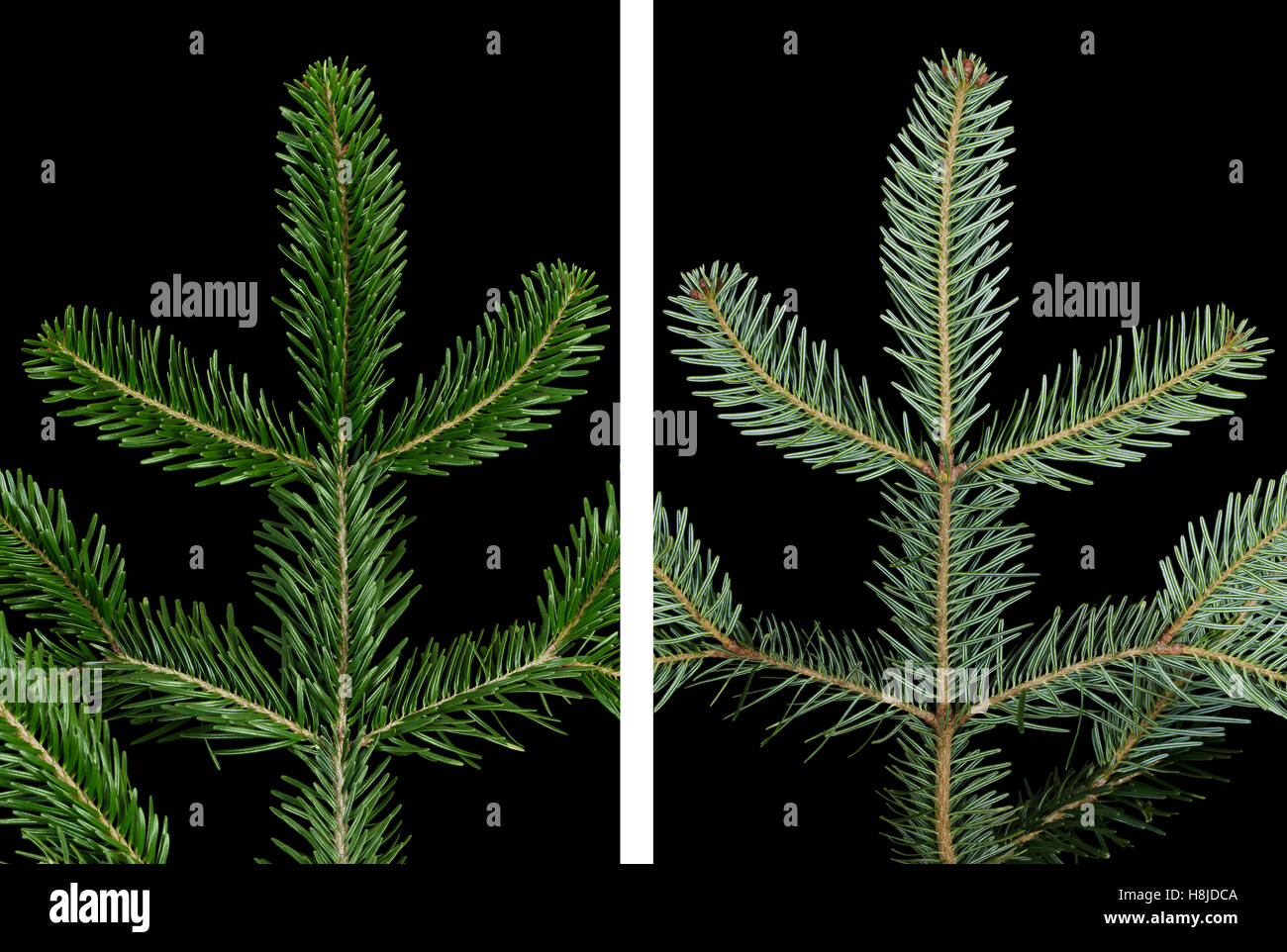 European silver fir branch upper side on black background. Foliage of Abies alba, an evergreen coniferous tree. Stock Photo