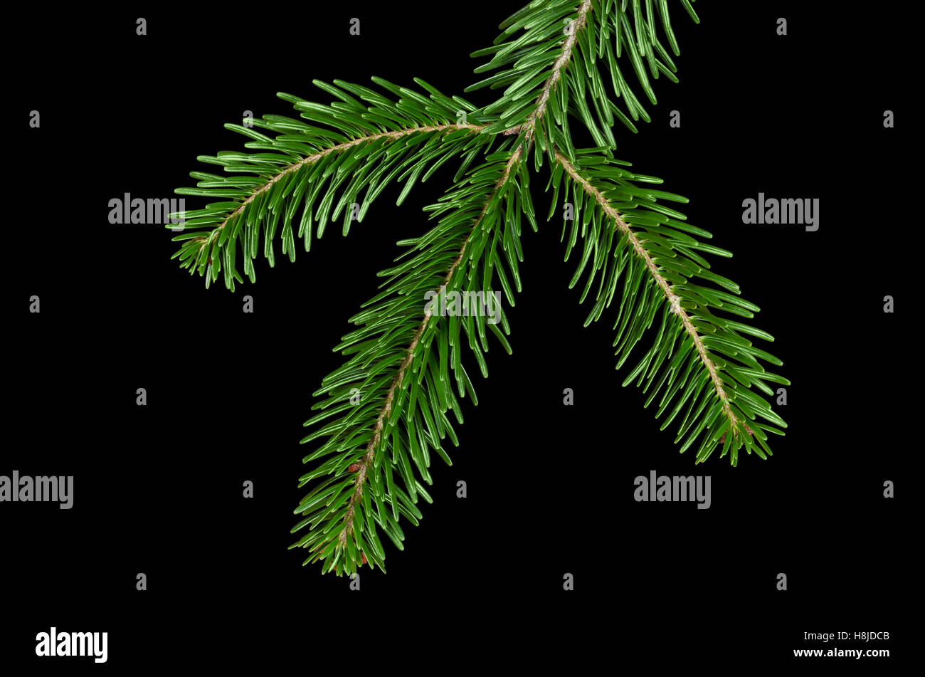 European silver fir branch from above on black background. Foliage of Abies alba, an evergreen coniferous tree. Stock Photo