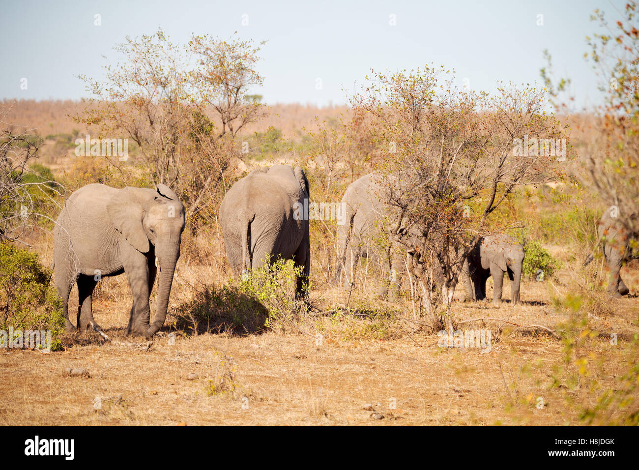 blur in south africa kruger wildlife nature reserve and wild elephant Stock Photo Alamy
