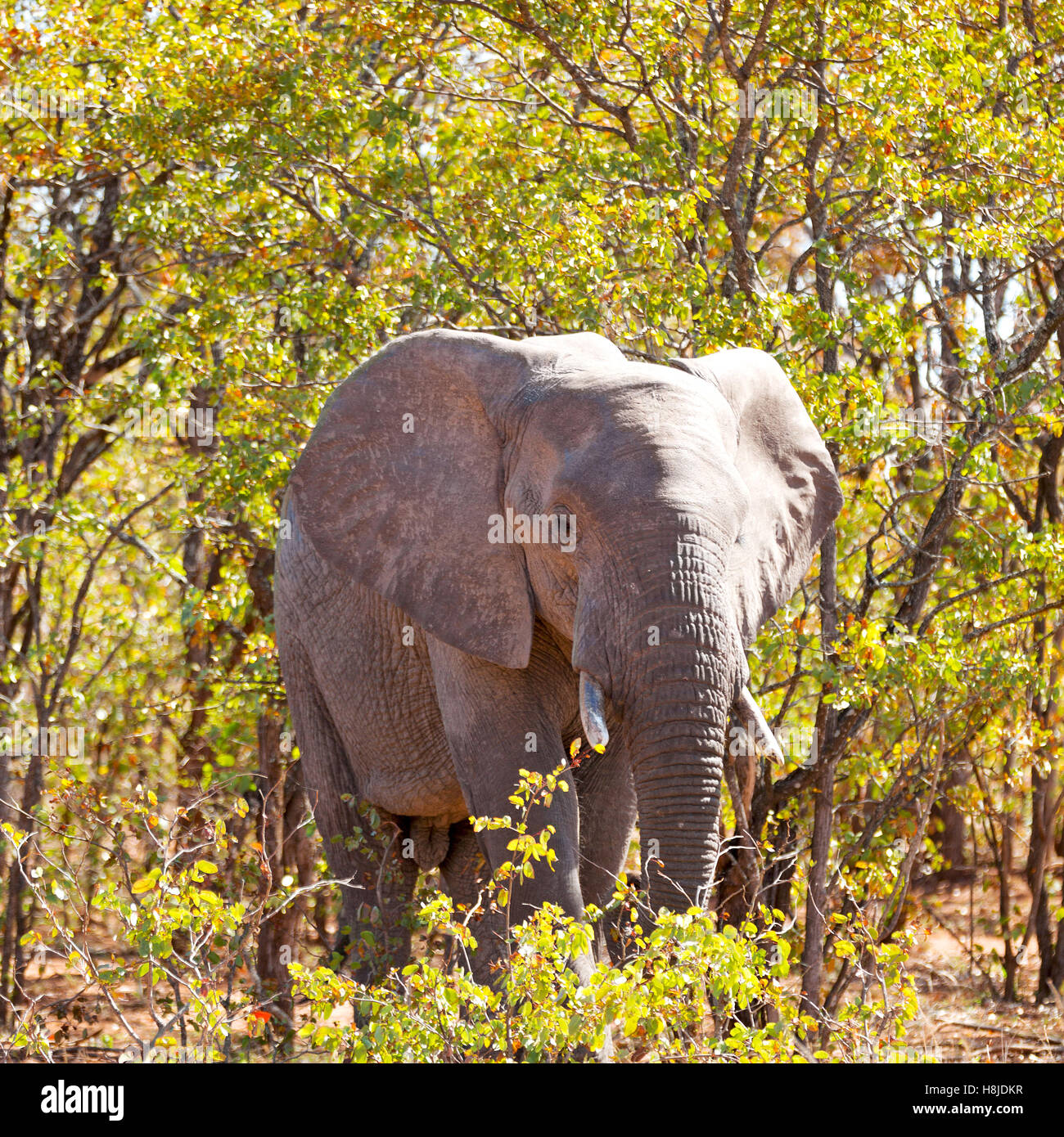 blur in south africa kruger wildlife nature reserve and wild elephant Stock Photo Alamy