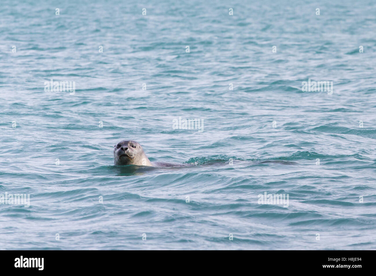Seal swimming in blue water. Frontal view of head emerging above the water surface with eye contact, one eye half closed. Stock Photo