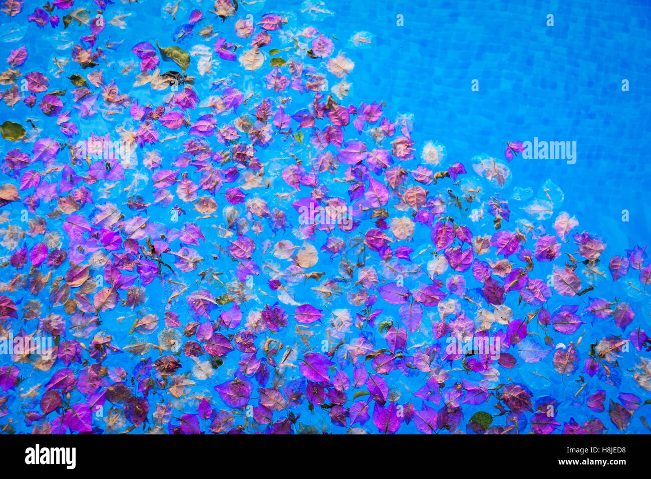 Flower petals in a swimming pool Stock Photo Alamy