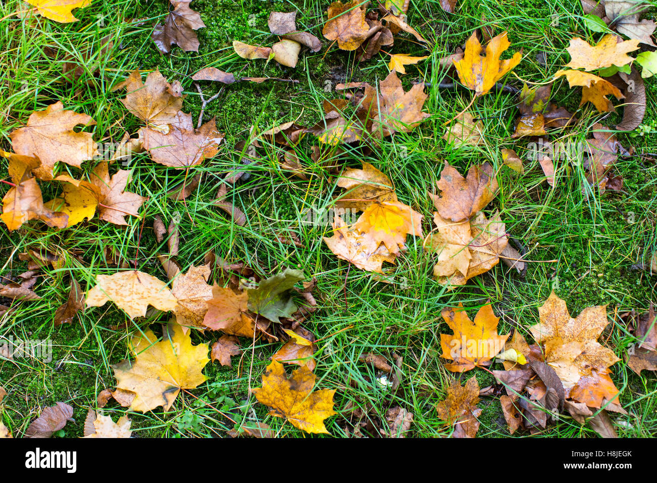 Yellow fallen leaves on the wet green grass, autumn ground texture ...