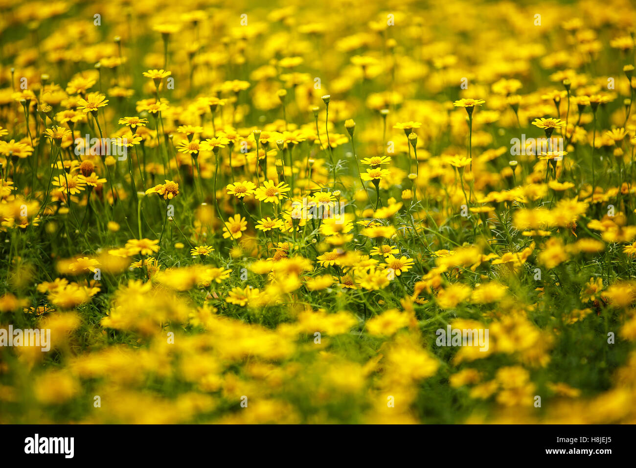 Marigolds flower in garden Stock Photo