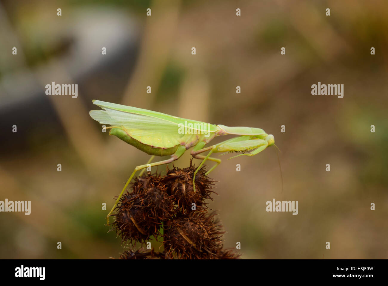 Mantis on the tong. Mating mantises. Mantis insect predator Stock Photo