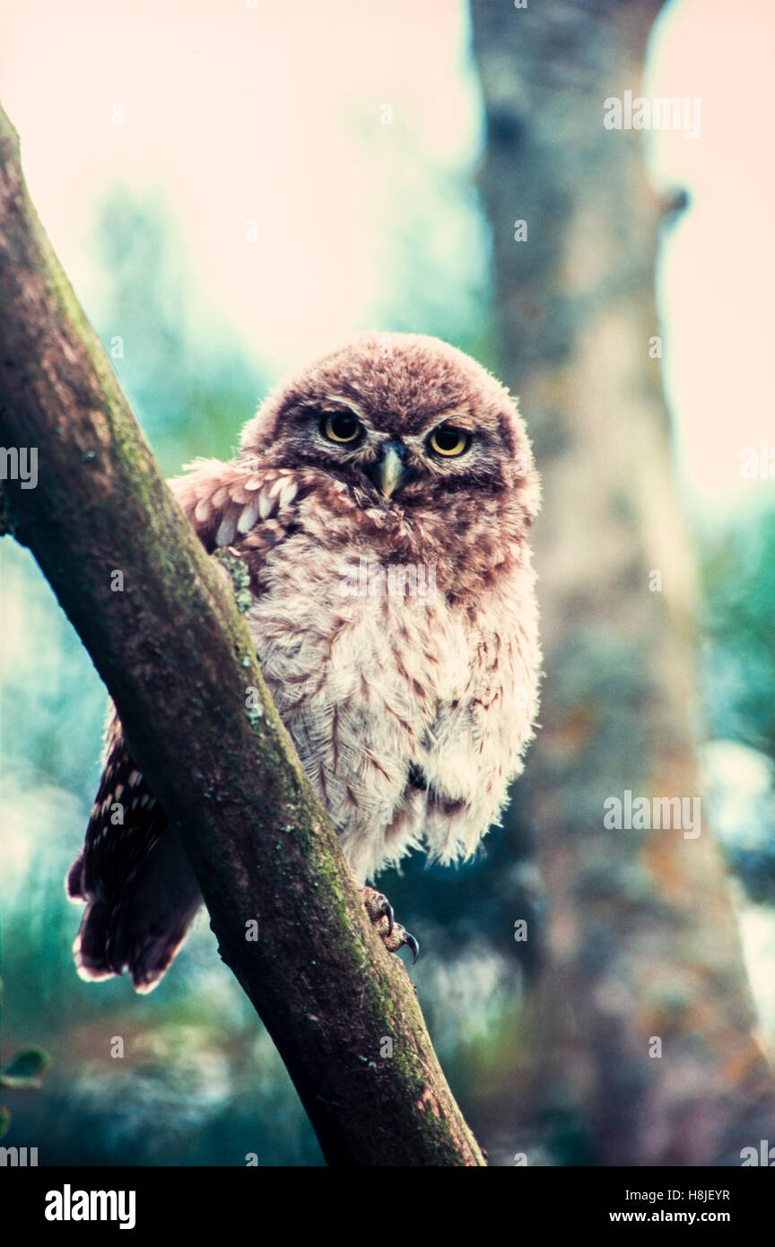 Young little owl [Athene noctua] chick perched on a tree branchstaring