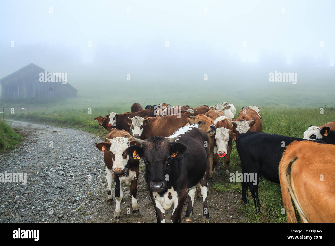Alpine cows, view of Saint Gervais Les Bains Stock Photo