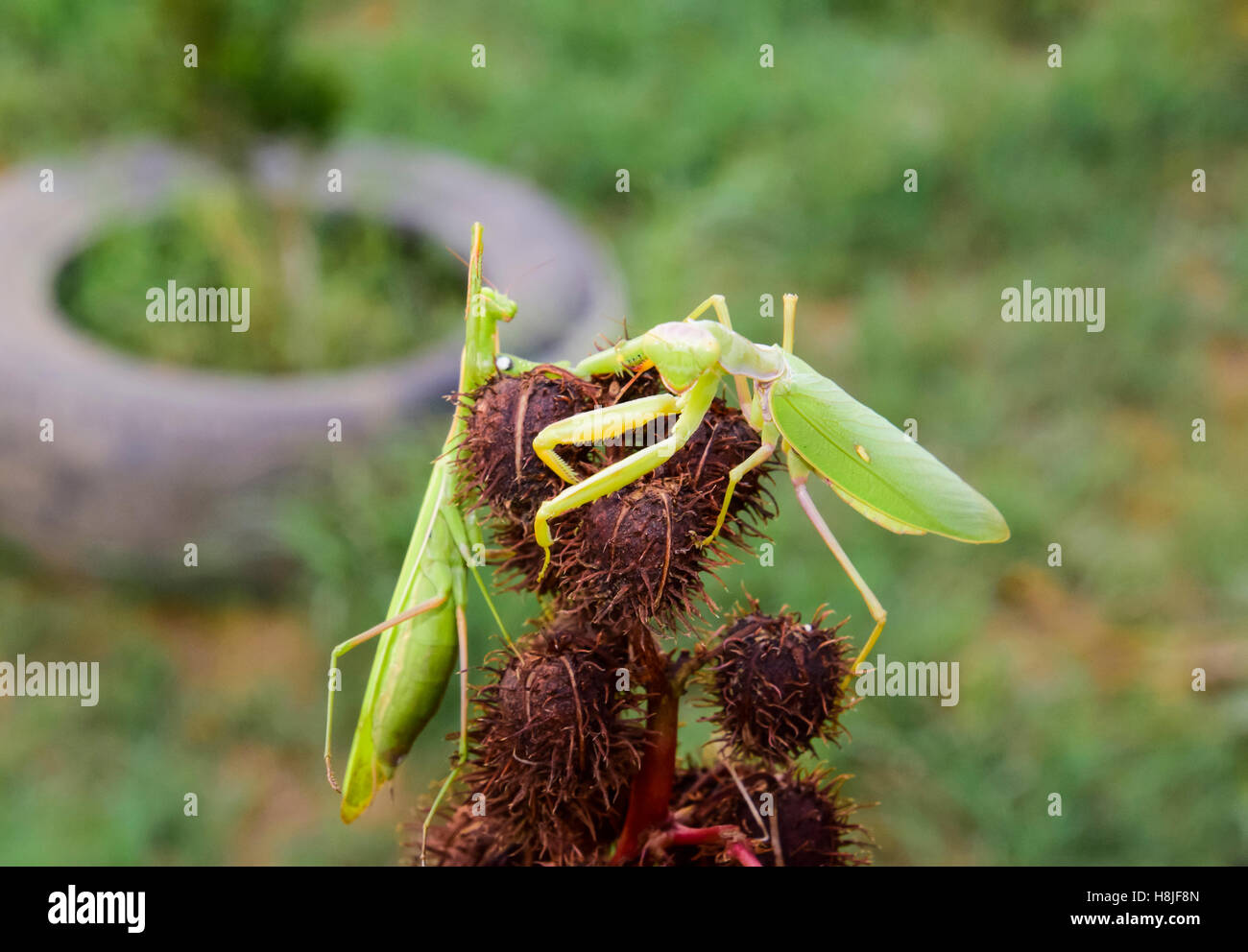 Mantis on the tong. Mating mantises. Mantis insect predator Stock Photo
