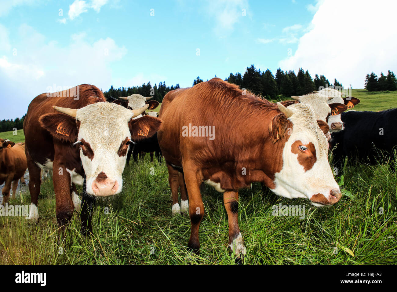 Alpine cows, view of Saint Gervais Les Bains Stock Photo