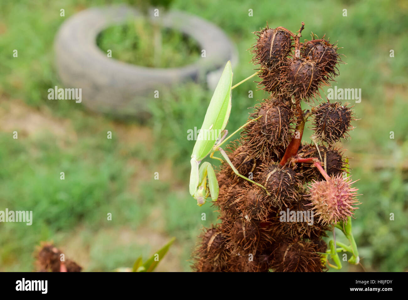 Mantis on the tong. Mating mantises. Mantis insect predator Stock Photo