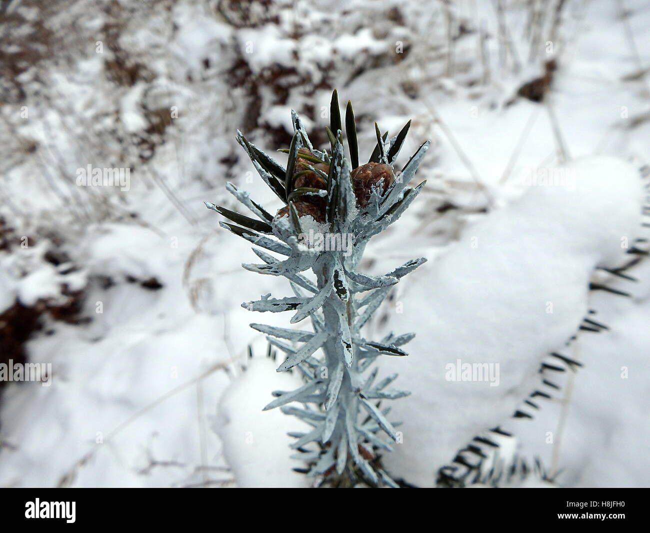 Trees and chemical coating, seedlings of forest trees Stock Photo - Alamy