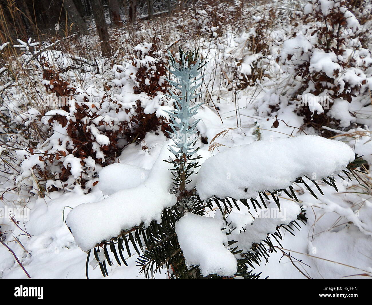 Trees and chemical coating, seedlings of forest trees Stock Photo - Alamy