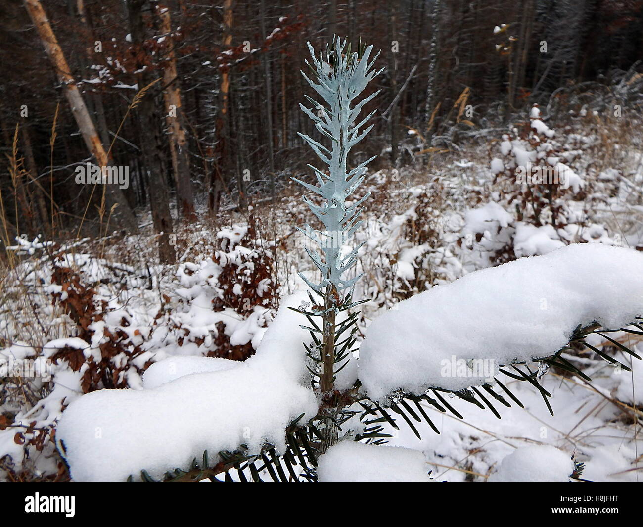 Trees and chemical coating, seedlings of forest trees Stock Photo - Alamy