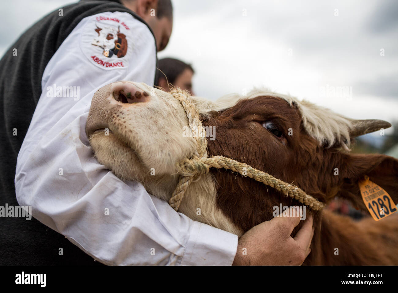 Cow of the agricultural fair of Saint Gervais Les Bains Stock Photo