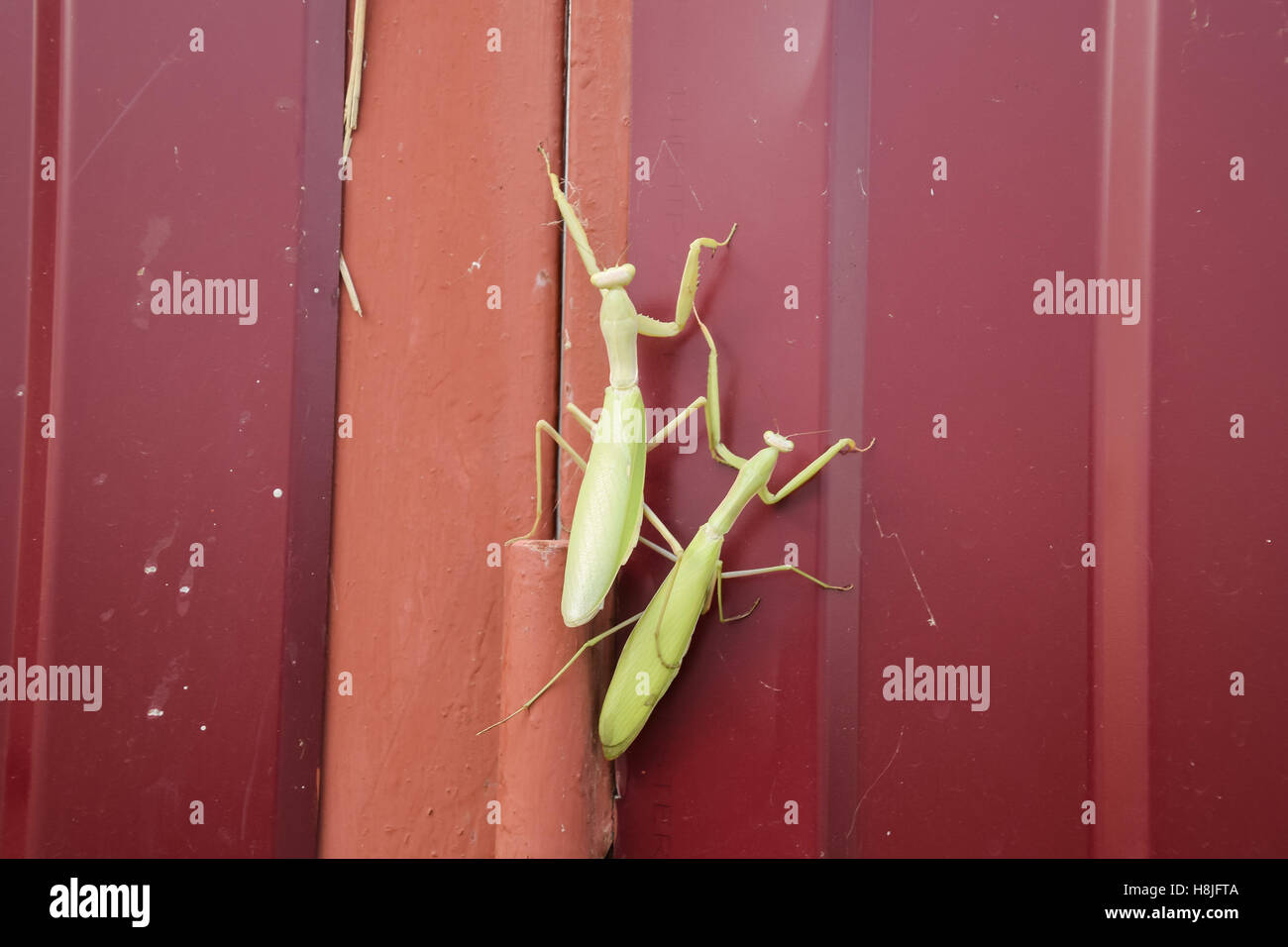Mantis on red fence. Mating mantises. Mantis insect predator Stock Photo