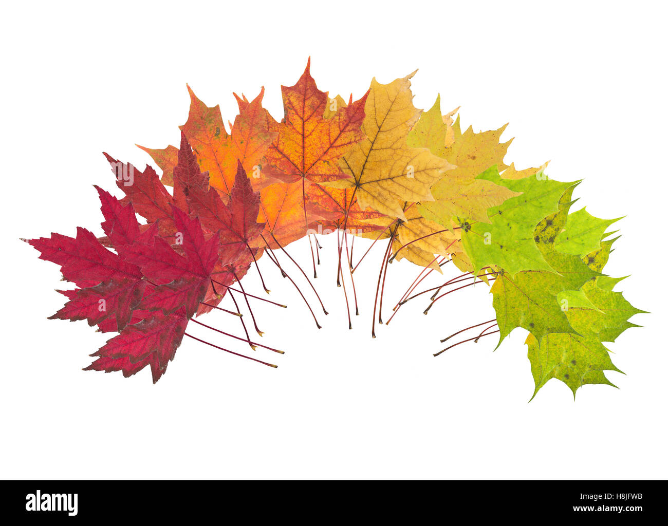 An array of red, orange, yellow, and green maple leaves Stock Photo - Alamy