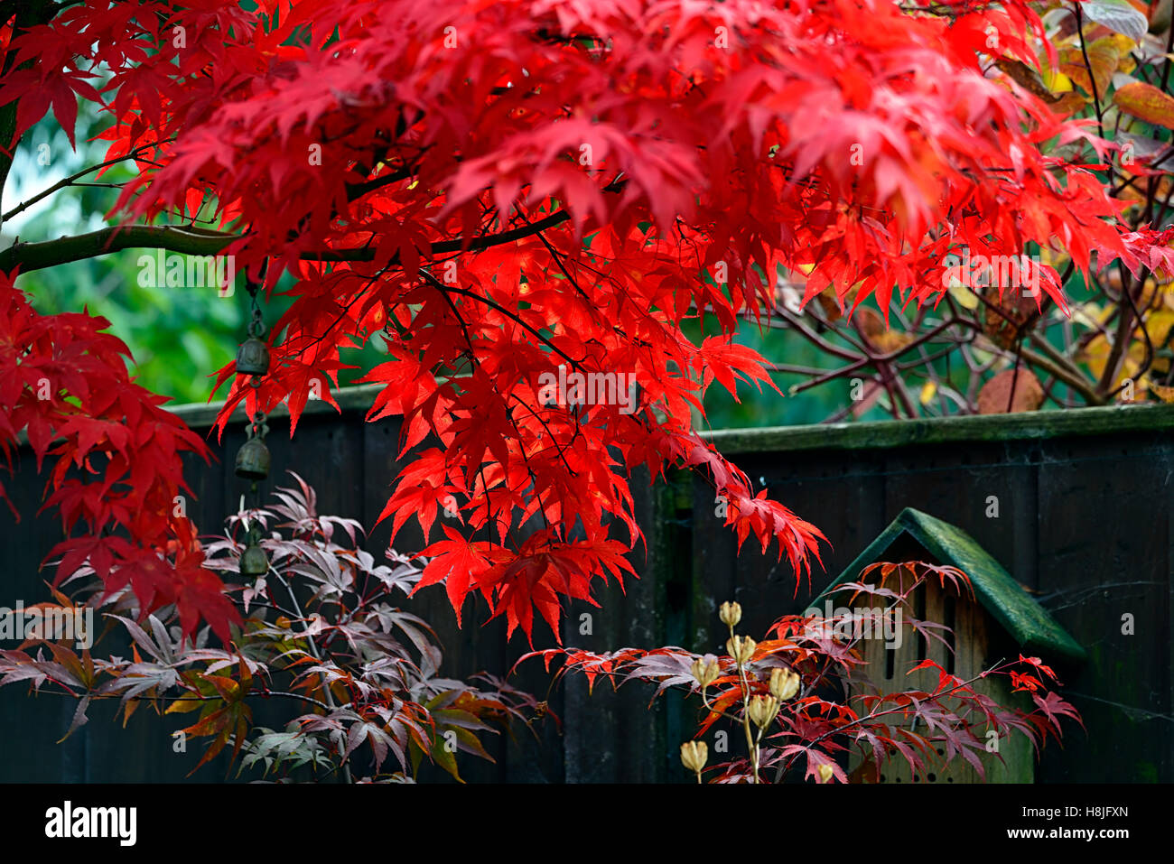Bright red acer leaves foliage autumn fall autumnal scarlet blaze attractive tree trees garden RM Floral Stock Photo