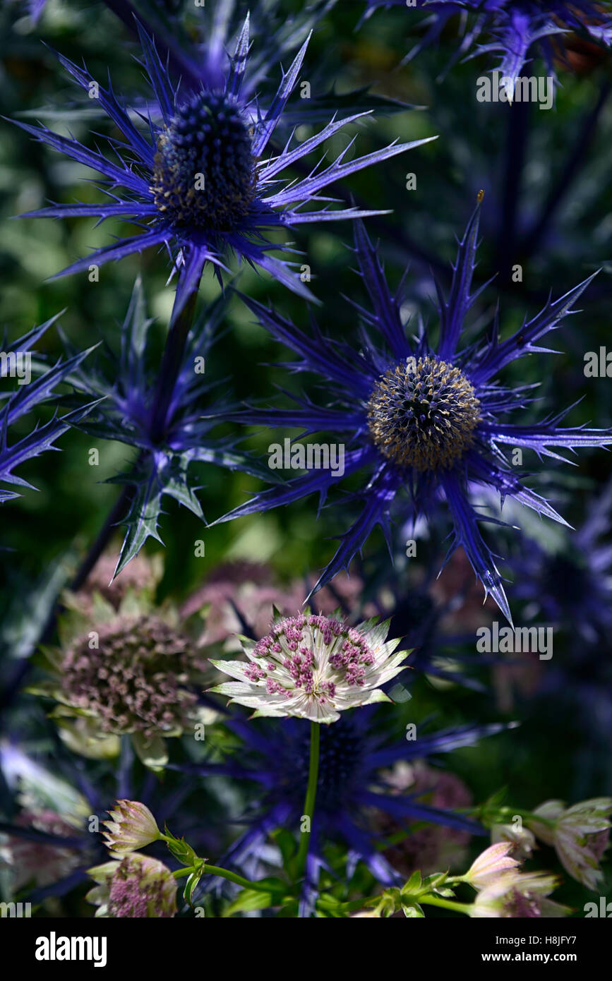 astrantia major bo ann eryngium slieve donard blue pink flowers flowering masterwort perennial mix mixed bed scheme RM Floral Stock Photo