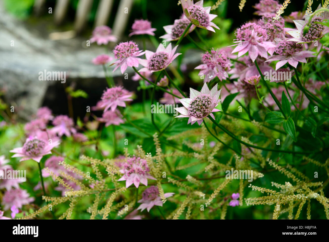 astrantia major bo ann pink flowers flowering masterwort perennial sterile hybrid RM Floral Stock Photo