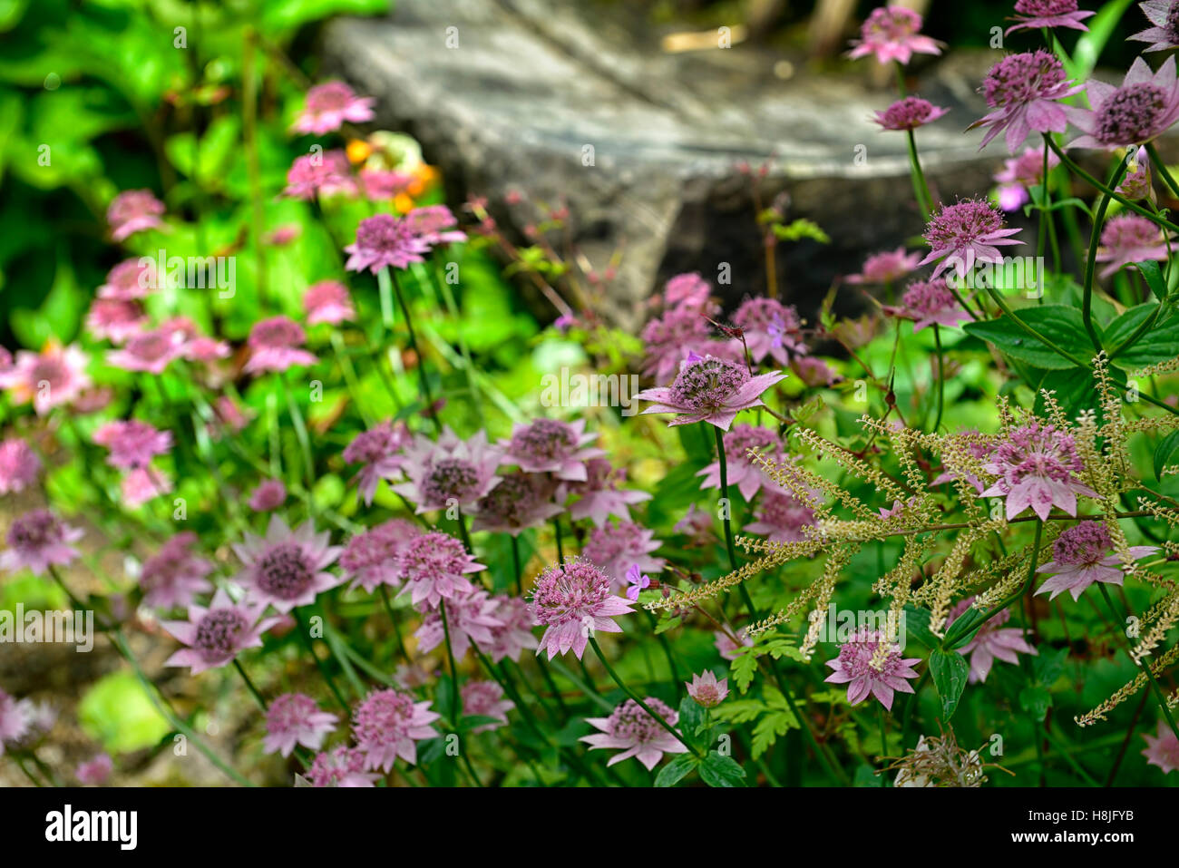 astrantia major bo ann pink flowers flowering masterwort perennial sterile hybrid RM Floral Stock Photo