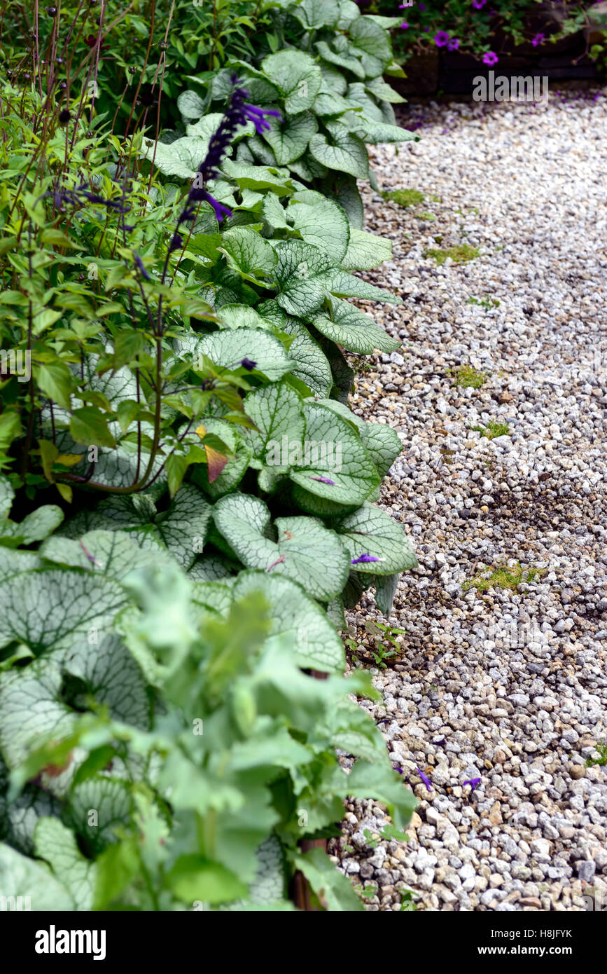 Brunnera macrophylla Jack frost edging edge bed border raise raised bed perennials RM Floral Stock Photo